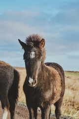 Fototapeta premium Icelandic Horse in a Rural Countryside Setting 