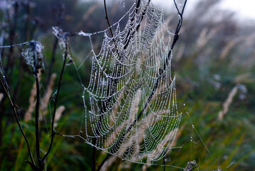 Cobwebs in the dew in the morning in the field. The spider's web.