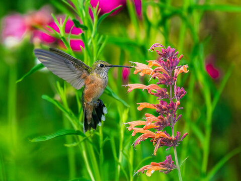 A female Broad-tailed Hummingbird hovering by Hummingbird Mint flowers (Agastache) in a colorful Summer garden.