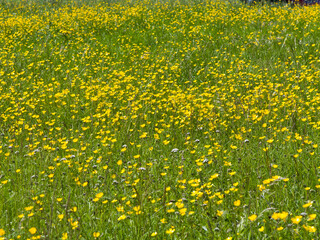 Fototapeta premium Yellow buttercups and other wild flowers growing in a field in northern Sweden.