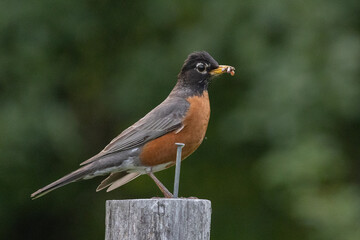 Robin with bug