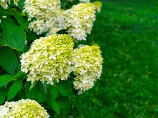 blooming green hydrangea on a bush close-up