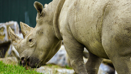 Eastern Black Rhino in a field. Portrait at Folly Farm. 1 of 7 zoos in the UK caring for this critically endangered animal in their wildlife conservation programmes. Only 650 rhinos left in the wild. 