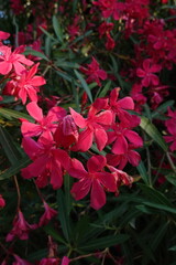 Naklejka premium Red Oleander flower