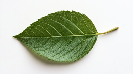 Obraz premium Single green leaf isolated on white background.