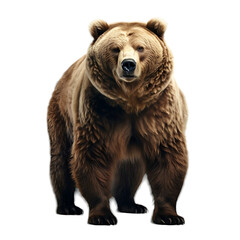 Fototapeta premium brown bear 