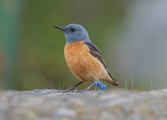 Codirossone (Monticola saxatilis)