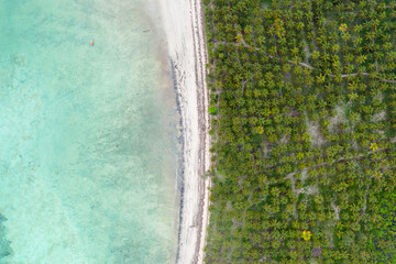 Coconut palm trees plantation on tropical island beach, sandy shore with clear shallow turquoise water and fishing boats, aerial view
