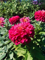 Fototapeta premium dahlia flower