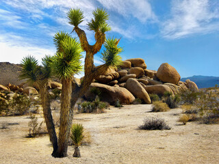 Joshua Tree National Park, California. USA. Hiking trail view