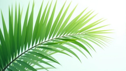 Obraz premium Lush green palm frond illuminated by soft light against a serene white background