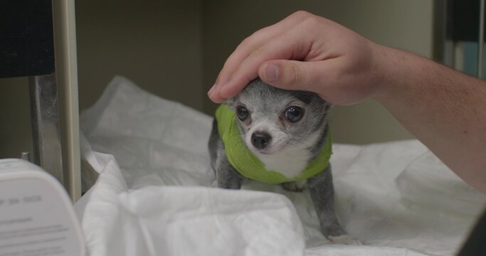 A veterinarian gently comforts a small Chihuahua recovering from surgery. The dog wears a green bandage and rests on a white sheet. The veterinarian gently strokes the dog in the hospital.