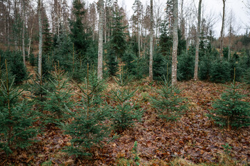 Obraz premium Christmas tree farm with evergreen trees on grassy field, holiday concept