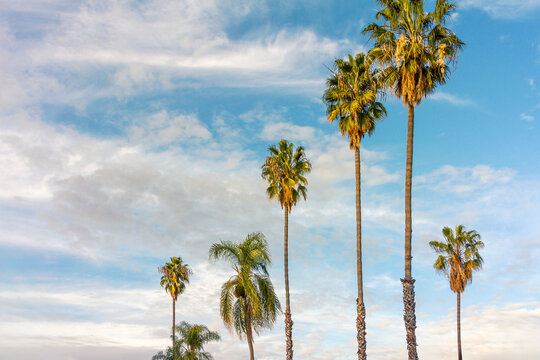 Group of tall palm trees in the afternoon sky with clouds