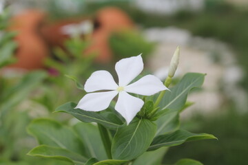 Obraz premium Beautiful white flower blooming amidst green foliage, symbolizing purity and tranquility. Perfect for nature and gardening themes.