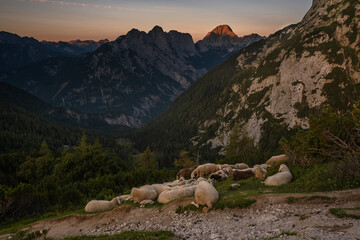 Romantic colorful sunrise in the mountains in the heart of Julian Alps with a flock of sheep, in...