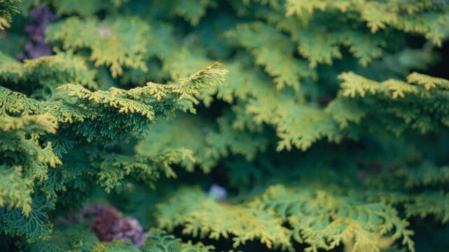 Gold fern hinoki trees growing in the forest