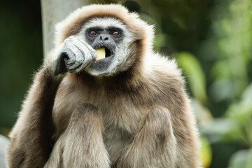 Fototapeta premium lar gibbon white-handed gibbon, an endangered primate in the gibbon family