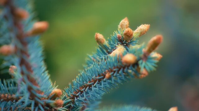 Close up of a blue pine tree branch with small pine cones