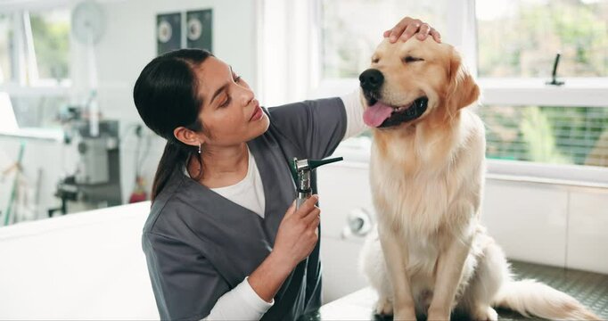 Woman, dog and ear checkup for veterinary, help and consultation for pet health or hearing assessment. Animal shelter, healthcare and medical person with golden retriever, otoscope exam or inspection