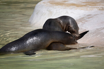 Fototapeta premium fur seal on the shore, selective focus