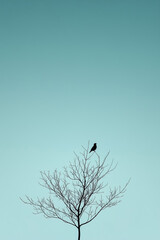 Minimalist Silhouette of Bird Perched on Bare Winter Tree against Sky