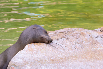 Naklejka premium fur seal on the shore, selective focus