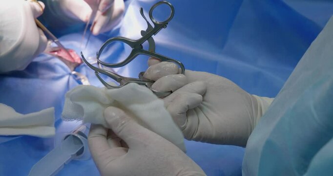 A veterinary surgeon's assistant in a gown and surgical gloves cleans a surgical clamp of blood with a gauze pad during an operation. The assistant holds a surgical instrument during an operation.
