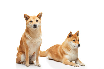 Two Shiba Inu dogs, one sitting upright and the other lying down, on a white background, both displaying calm and attentive expressions