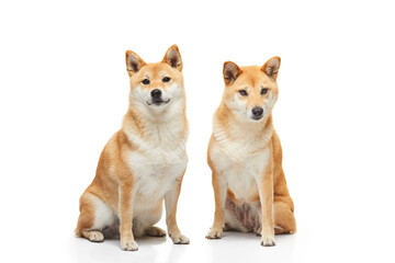 Two Shiba Inu dogs with orange coats sitting closely side by side on a white background, showcasing their calm and attentive expressions