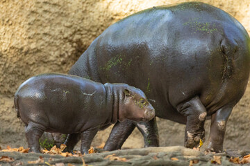 Pygmy hippopotamus Choeropsis liberiensis with mother