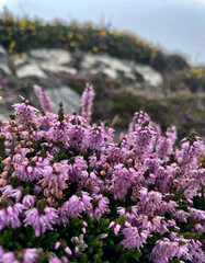 Heidekraut (Calluna) am Sheep's Head an einem regnerischen Tag, Cork, Irland 