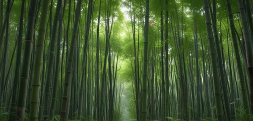 densely packed bamboo forest with multiple layers of straight growing shoots, bamboo forest, undergrowth , forest ecosystem