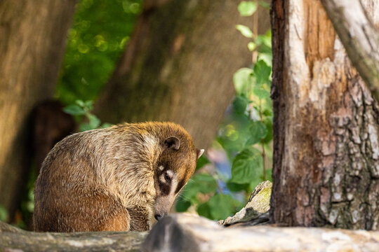 South American Coati, or Ring-tailed Coati Nasua nasua