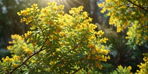 Yellow flowers of barberry bush with sunlight filtering through leaves , nature, outdoor