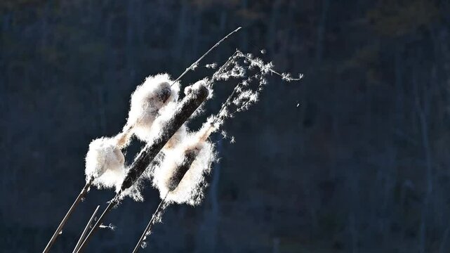 Cattail plant in the breeze in autumn