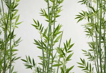 group of bamboo leaves arranged in a gradient pattern on a white background, botanical, group