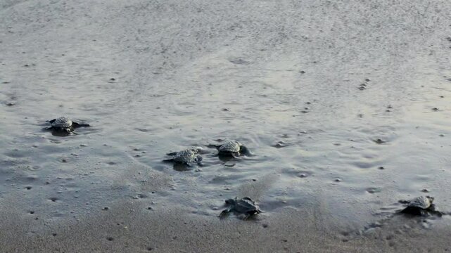 Several baby turtles making their way from the sand to the ocean
