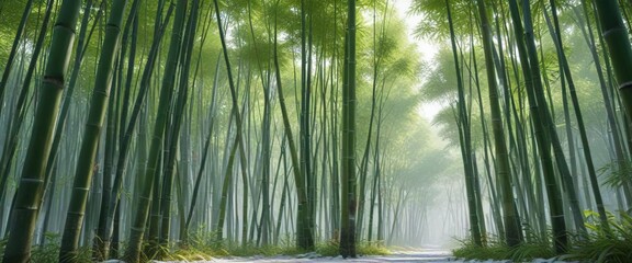 Fototapeta premium Bamboo forest in a serene and peaceful atmosphere on a white surface , foliage, serene