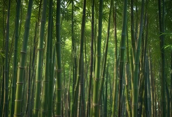Fototapeta premium Bamboo stalks growing in different directions, creating a sense of movement and energy , forest, trees, growth
