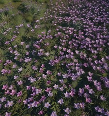 Obraz premium Overhead view of a meadow filled with purple lilies , lush vegetation, wildflowers, serene landscape