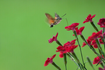 Hawk-moth on a flower