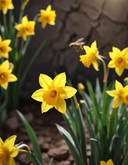 Honeybee collecting nectar from a bright yellow daffodil flower , flowers, outdoor