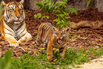 Tiger cubs playing with his mother,sumatra tiger Panthera tigris