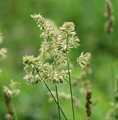 The herb Dactylis glomerata grows in nature