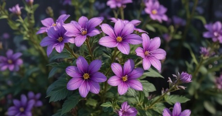 Delicate purple flowers with five petals, on a tall perennial plant with a rosette of leaves , late summer blooms, garden flowers