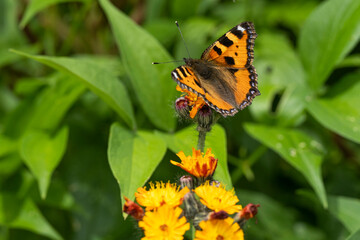 Obraz premium Tortoiseshell on flower