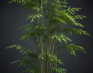 Fototapeta premium Tall bamboo plant with long, sharp thorns and feathery plumes , tall, mountain, plant
