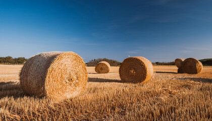 Fototapeta premium Stacks of hay bales, clear blue sky.