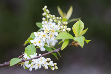 Blooming bird cherry on a spring day. White flowers of the bird cherry (Prunus padus). Bird cherry, hackberry, hagberry, or Mayday tree. Spring background. Nature background